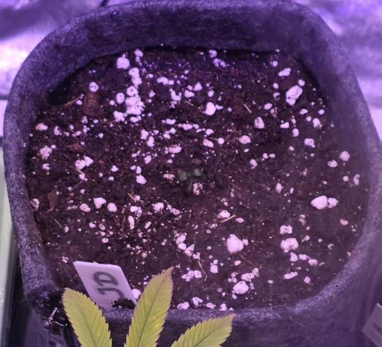 Jelly Donutz. Week 0