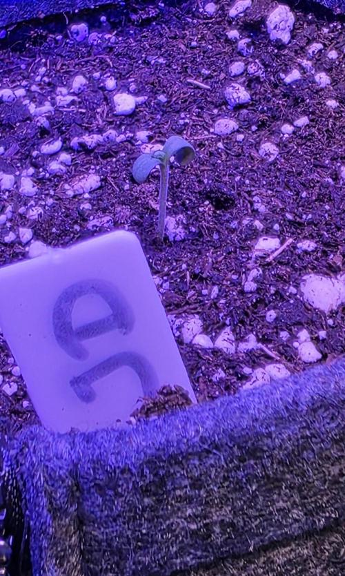 Jelly Donutz. Week 0