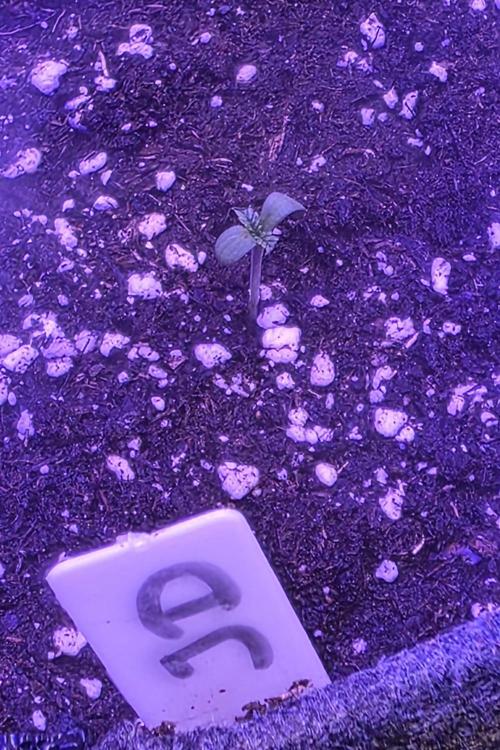 Jelly Donutz. Week 0