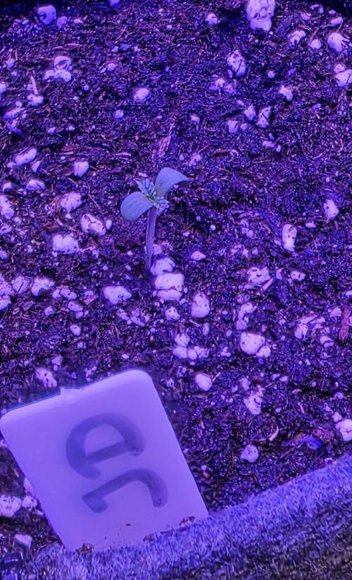 Jelly Donutz. Week 0