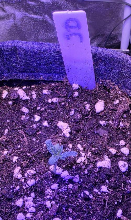 Jelly Donutz. Week 1