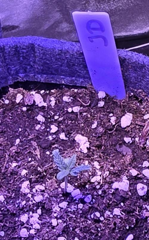 Jelly Donutz. Week 1