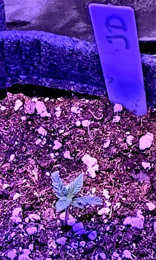 Jelly Donutz. Week 1