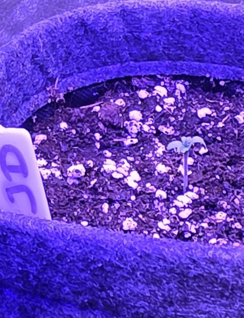 Jelly Donutz. Week 1