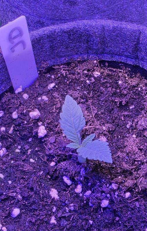 Jelly Donutz. Week 2