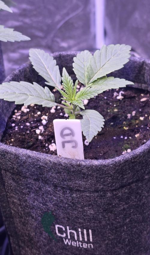Jelly Donutz. Week 3