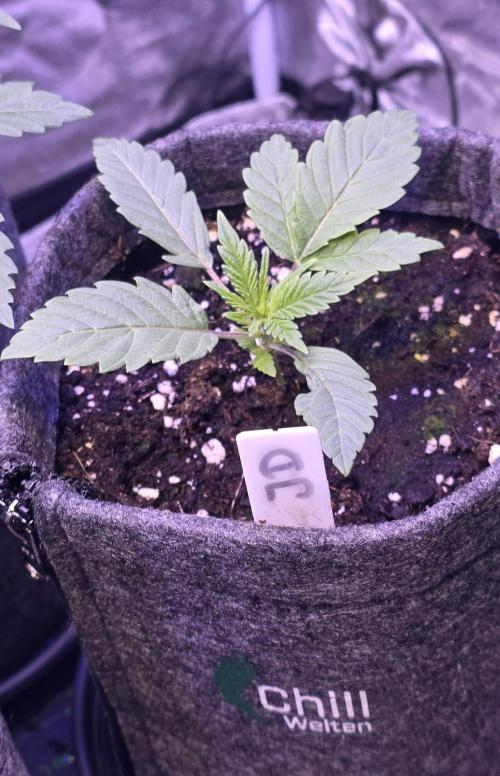 Jelly Donutz. Week 3