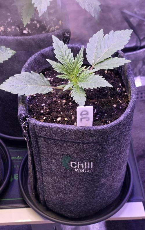 Jelly Donutz. Week 3