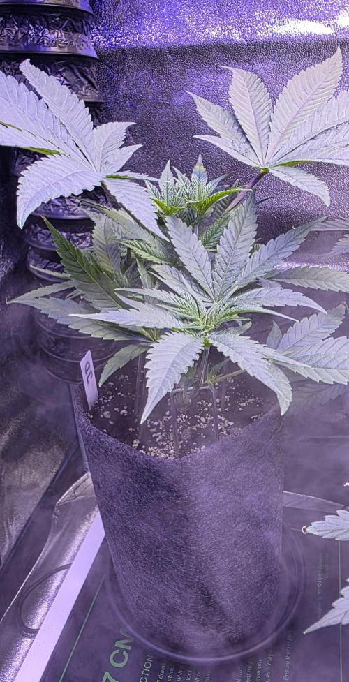 Jelly Donutz. Week 5