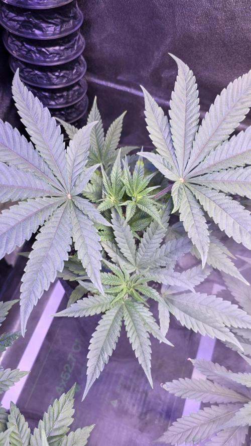 Jelly Donutz. Week 5