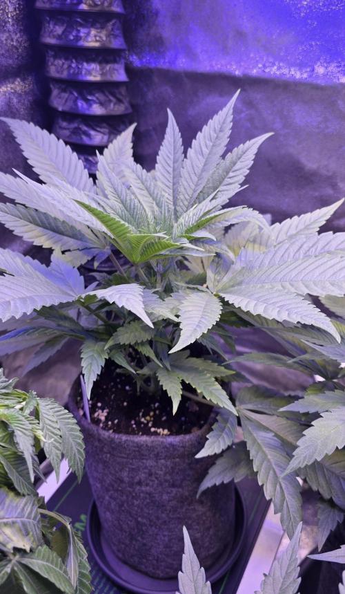 Jelly Donutz. Week 5