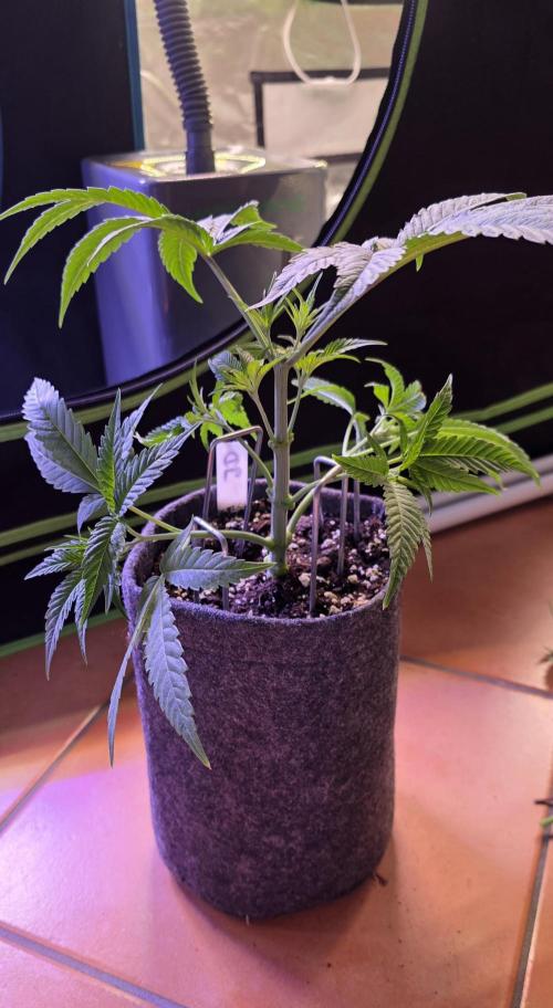 Jelly Donutz. Week 5