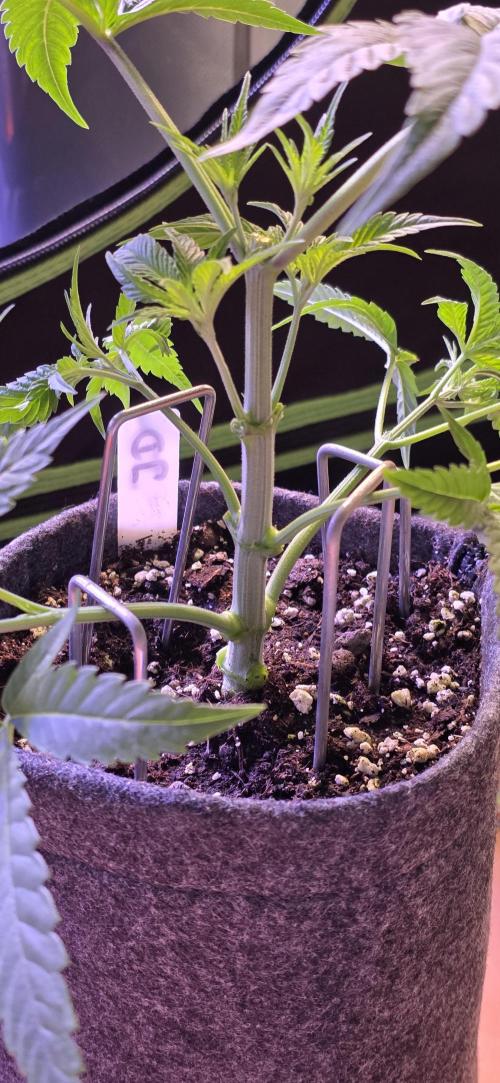 Jelly Donutz. Week 5