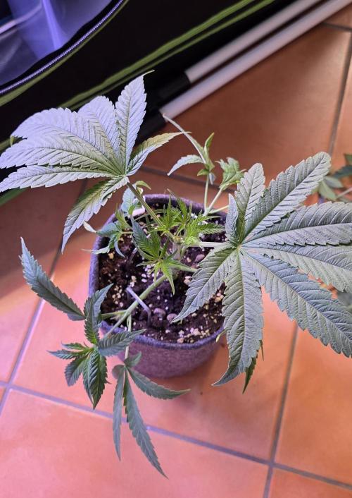 Jelly Donutz. Week 5