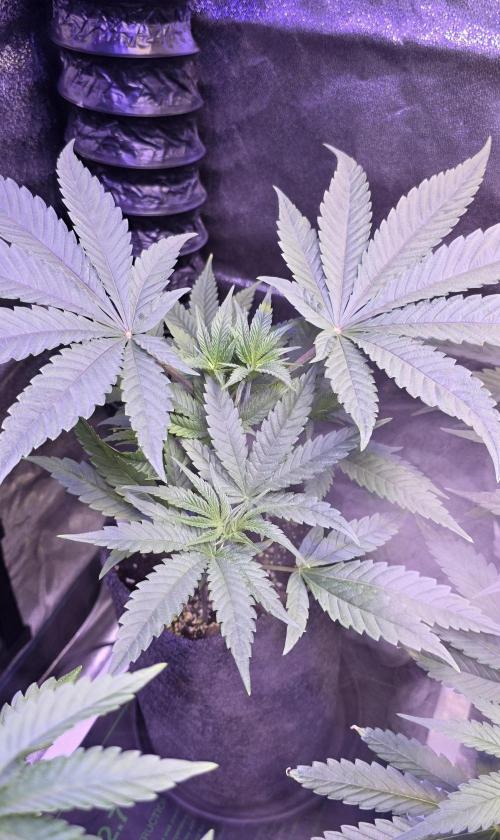 Jelly Donutz. Week 5