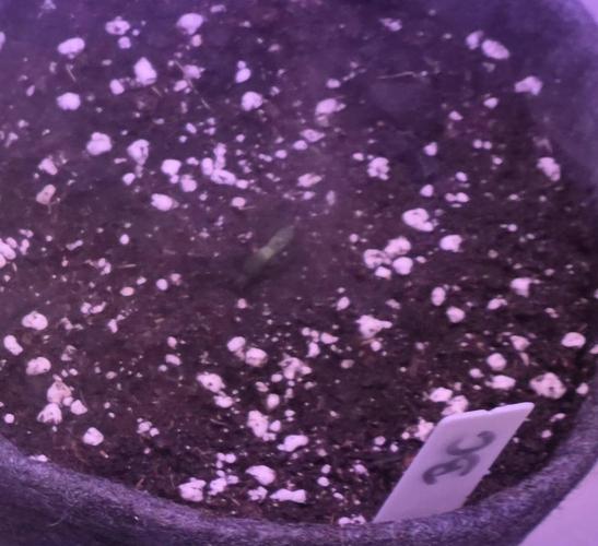 Booberry Coockies Rbx. Week 0