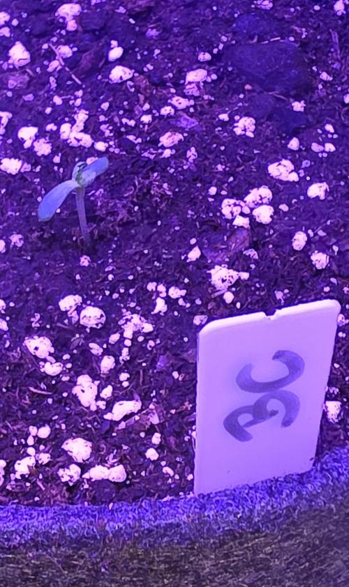 Booberry Coockies Rbx. Week 0