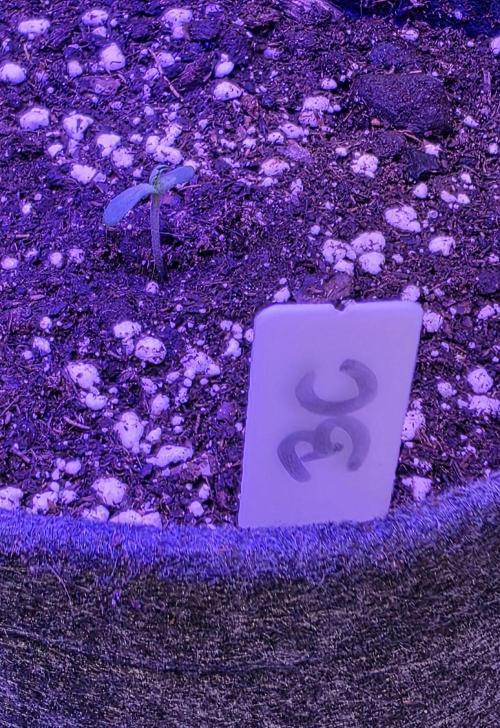 Booberry Coockies Rbx. Week 0