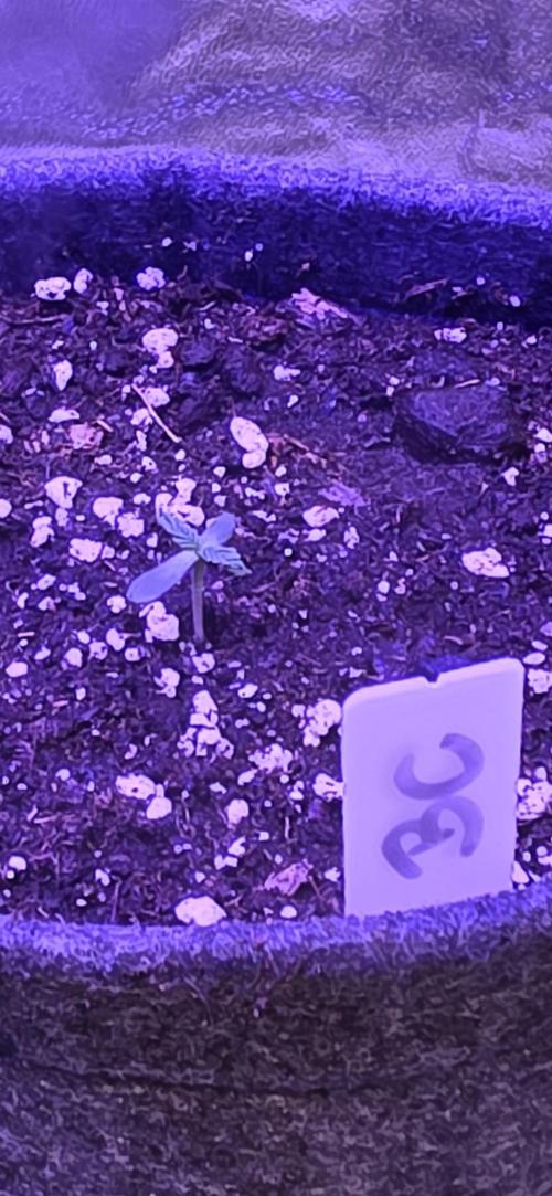 Booberry Coockies Rbx. Week 0