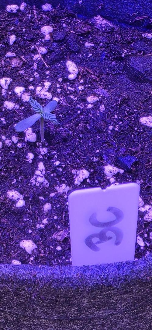 Booberry Coockies Rbx. Week 0