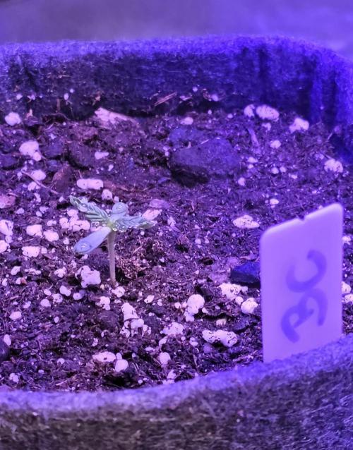 Booberry Coockies Rbx. Week 1