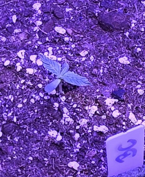 Booberry Coockies Rbx. Week 1