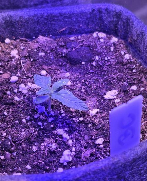 Booberry Coockies Rbx. Week 1