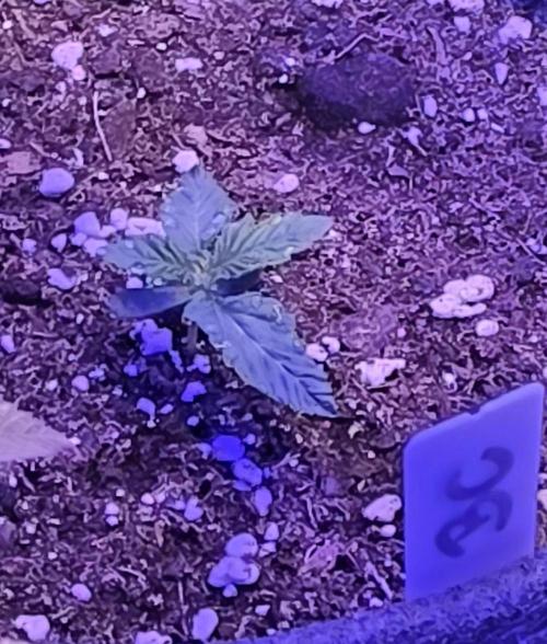 Booberry Coockies Rbx. Week 1