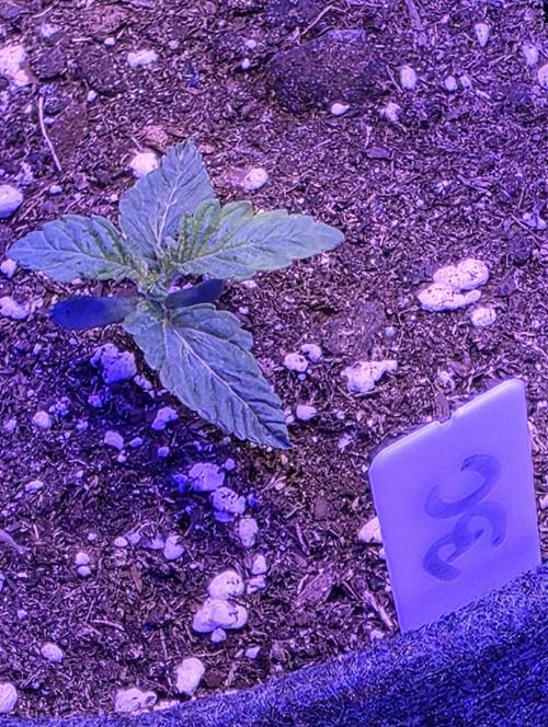 Booberry Coockies Rbx. Week 1