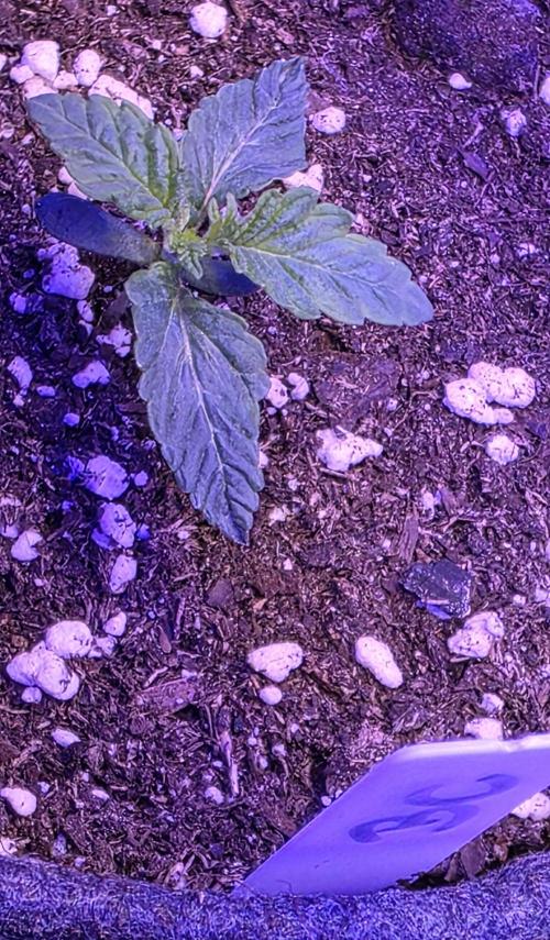 Booberry Coockies Rbx. Week 1
