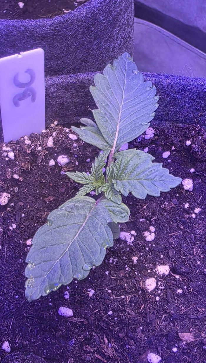 Booberry Coockies Rbx. Week 2