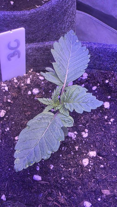 Booberry Cookies RBX. Week 2