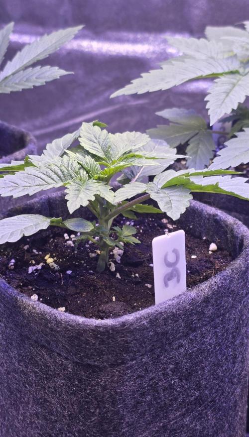 Booberry Coockies Rbx. Week 3