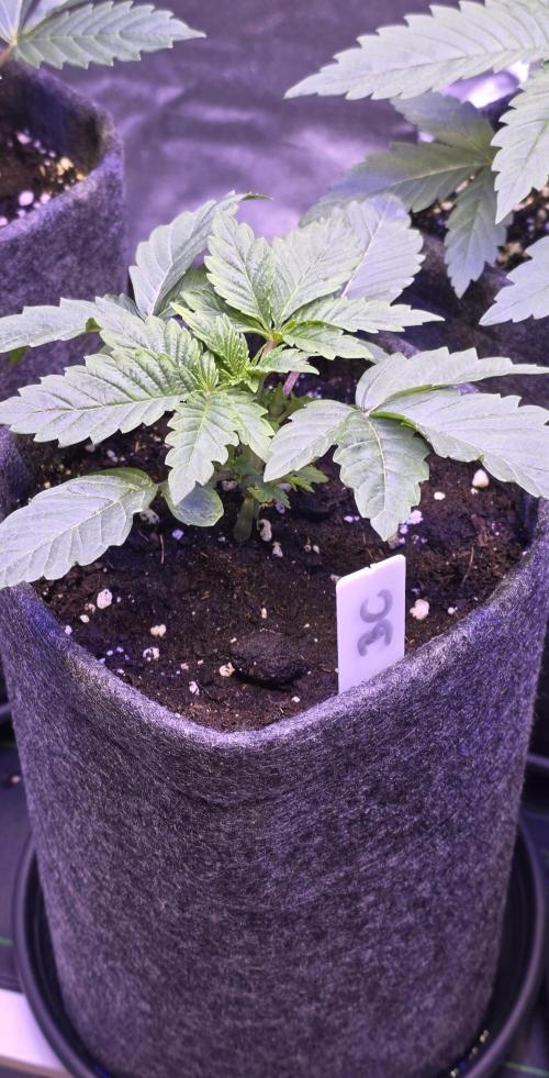 Booberry Coockies Rbx. Week 3