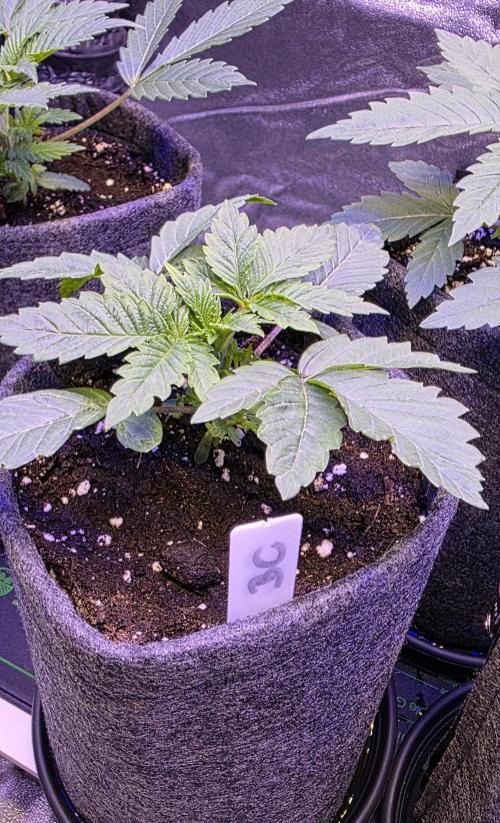 Booberry Coockies Rbx. Week 3