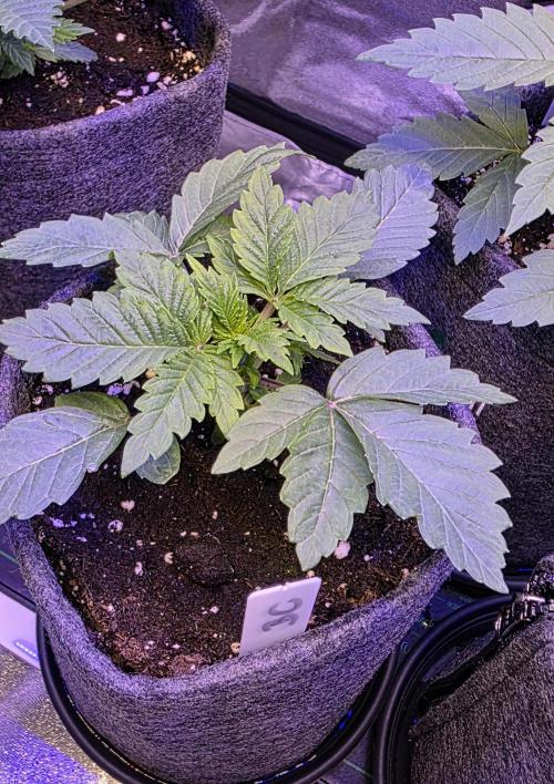 Booberry Coockies Rbx. Week 3