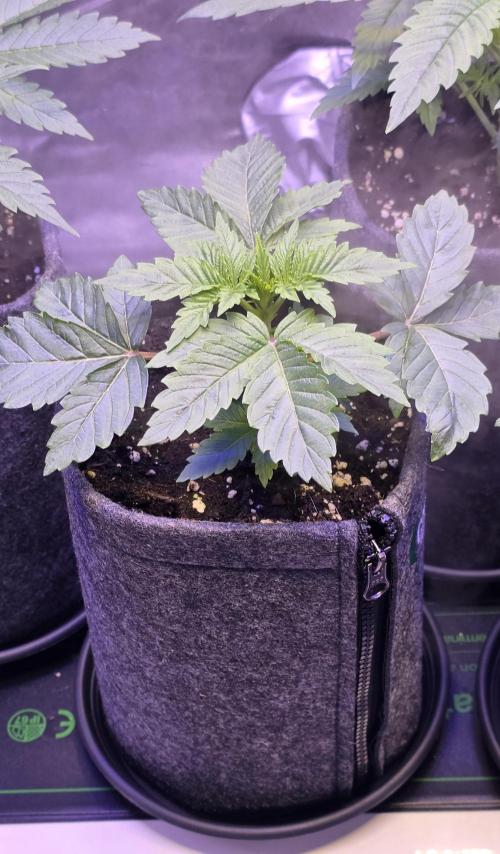 Booberry Coockies Rbx. Week 3