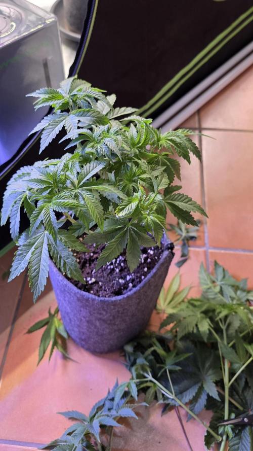 Booberry Coockies Rbx. Week 5
