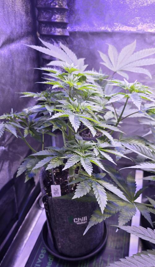 Booberry Coockies Rbx. Week 5