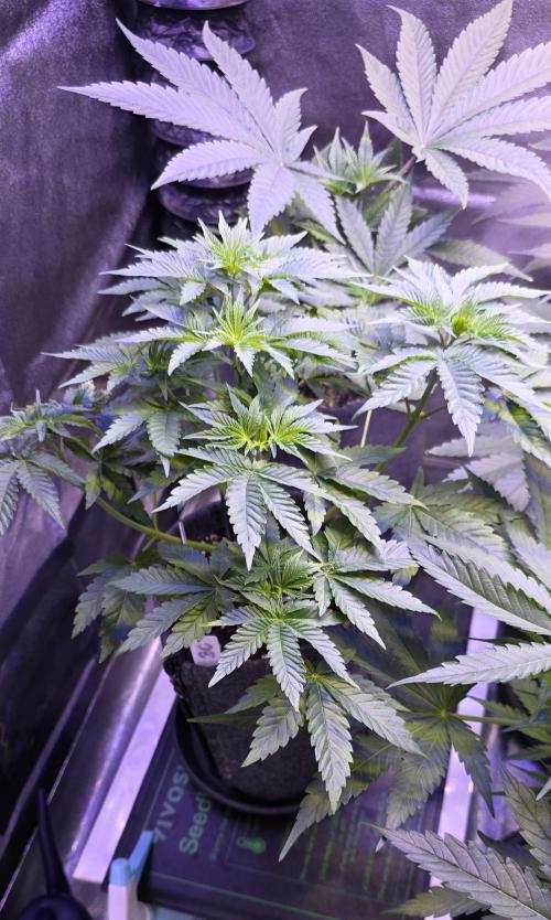 Booberry Coockies Rbx. Week 5