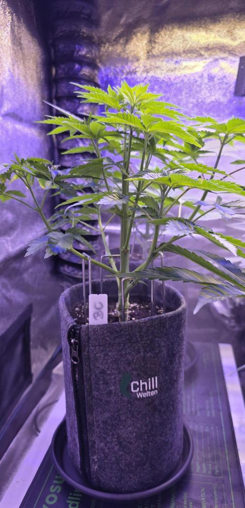 Booberry Coockies Rbx. Week 5