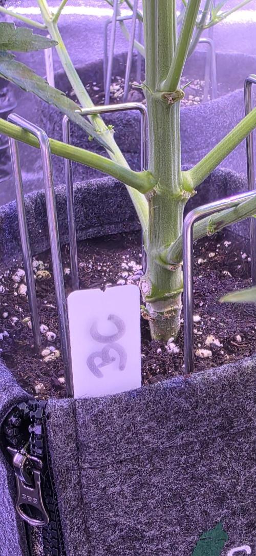 Booberry Coockies Rbx. Week 5