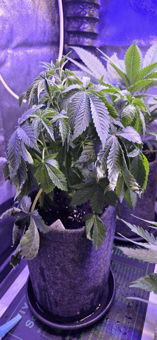 Booberry Coockies Rbx. Week 5