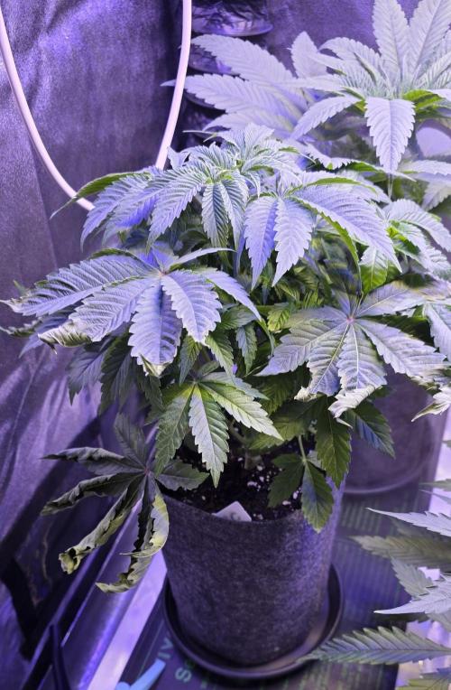 Booberry Coockies Rbx. Week 5