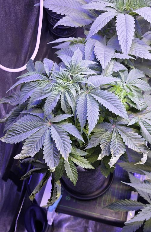 Booberry Coockies Rbx. Week 5