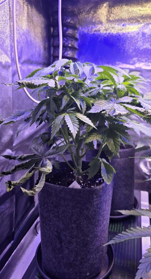 Booberry Coockies Rbx. Week 5
