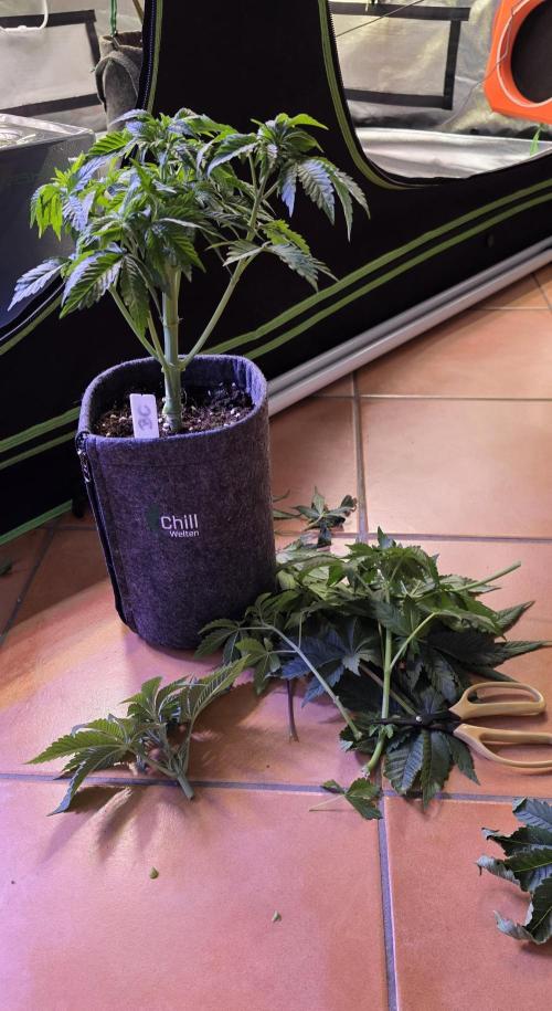 Booberry Coockies Rbx. Week 5