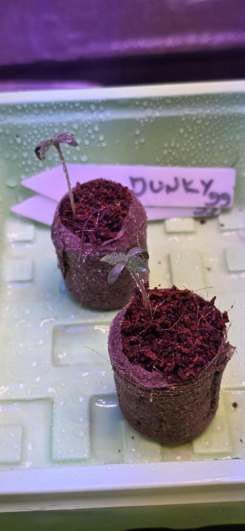 Junky 99. Week 0