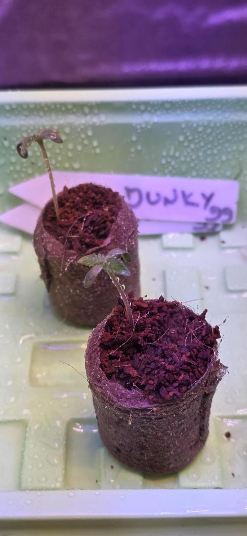 Junky 99. Week 0