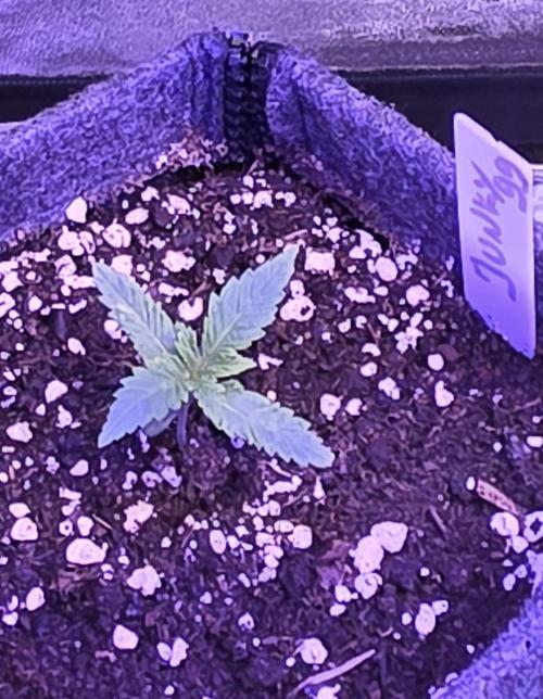 Junky 99. Week 1